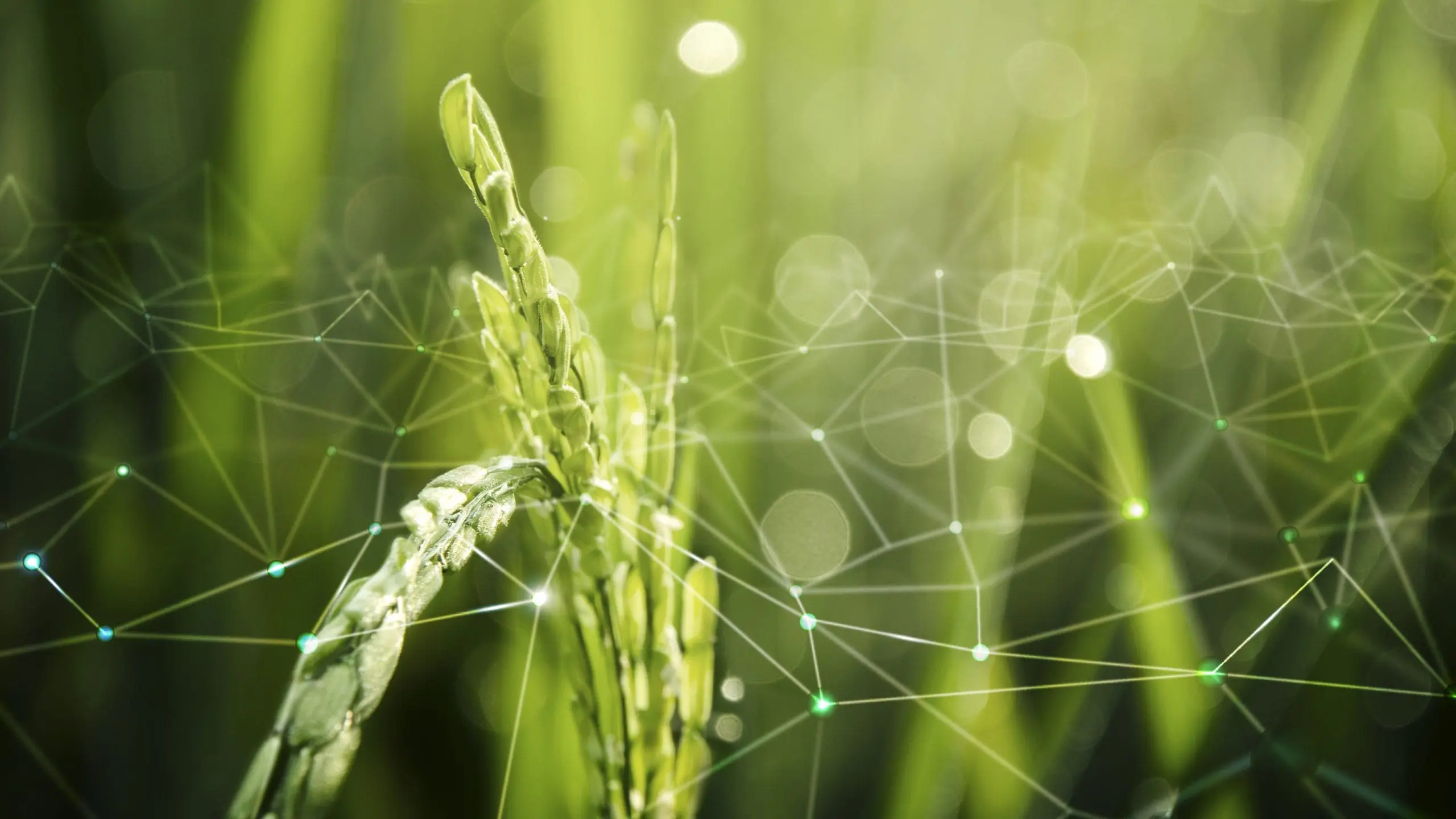The Roles of Internet of Things Technology in Realizing Sustainable Development